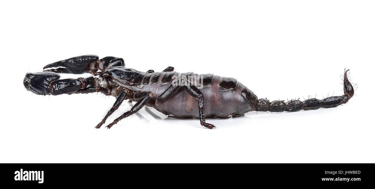 Scorpion isolato su uno sfondo bianco . Foto Stock