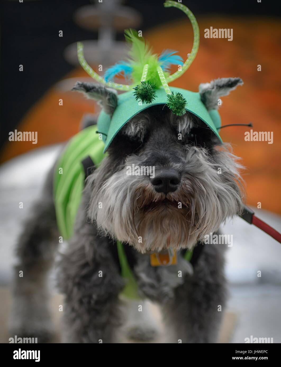 Uno schnauzer cane di nome pepe indossa un costume alieno durante la NASA Marte nuovo anno celebrazione Maggio 5, 2017 in Mars, Pennsylvania. (Foto di Bill Ingals via Planetpix) Foto Stock