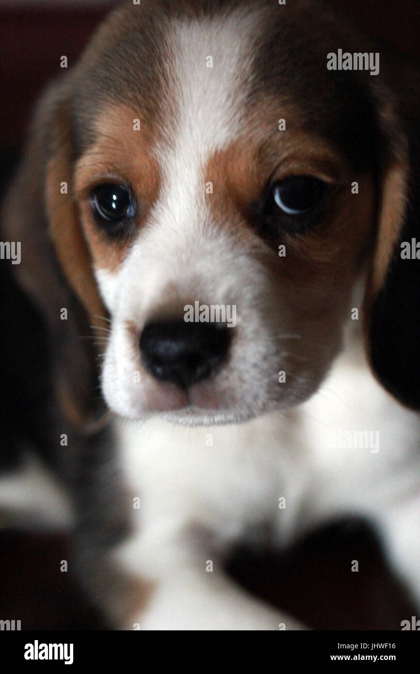 Cucciolo di Beagle closeup ritratto. Foto Stock