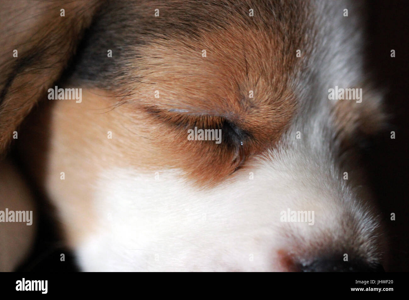 Cucciolo di Beagle closeup ritratto. Foto Stock