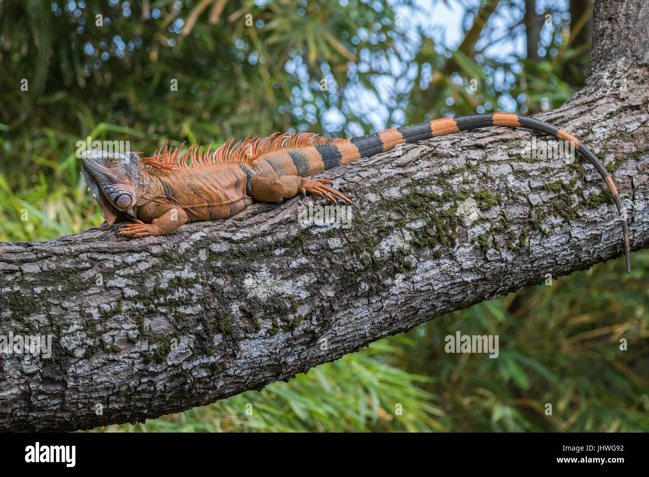 Questa arancia iguana è appoggiata su di un lembo di albero in Roatan, Honduras. Foto Stock