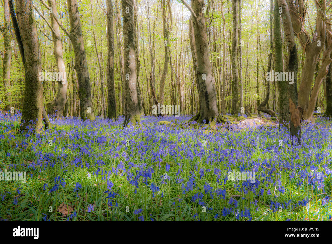 Bluebell coperta in legno in primavera Foto Stock