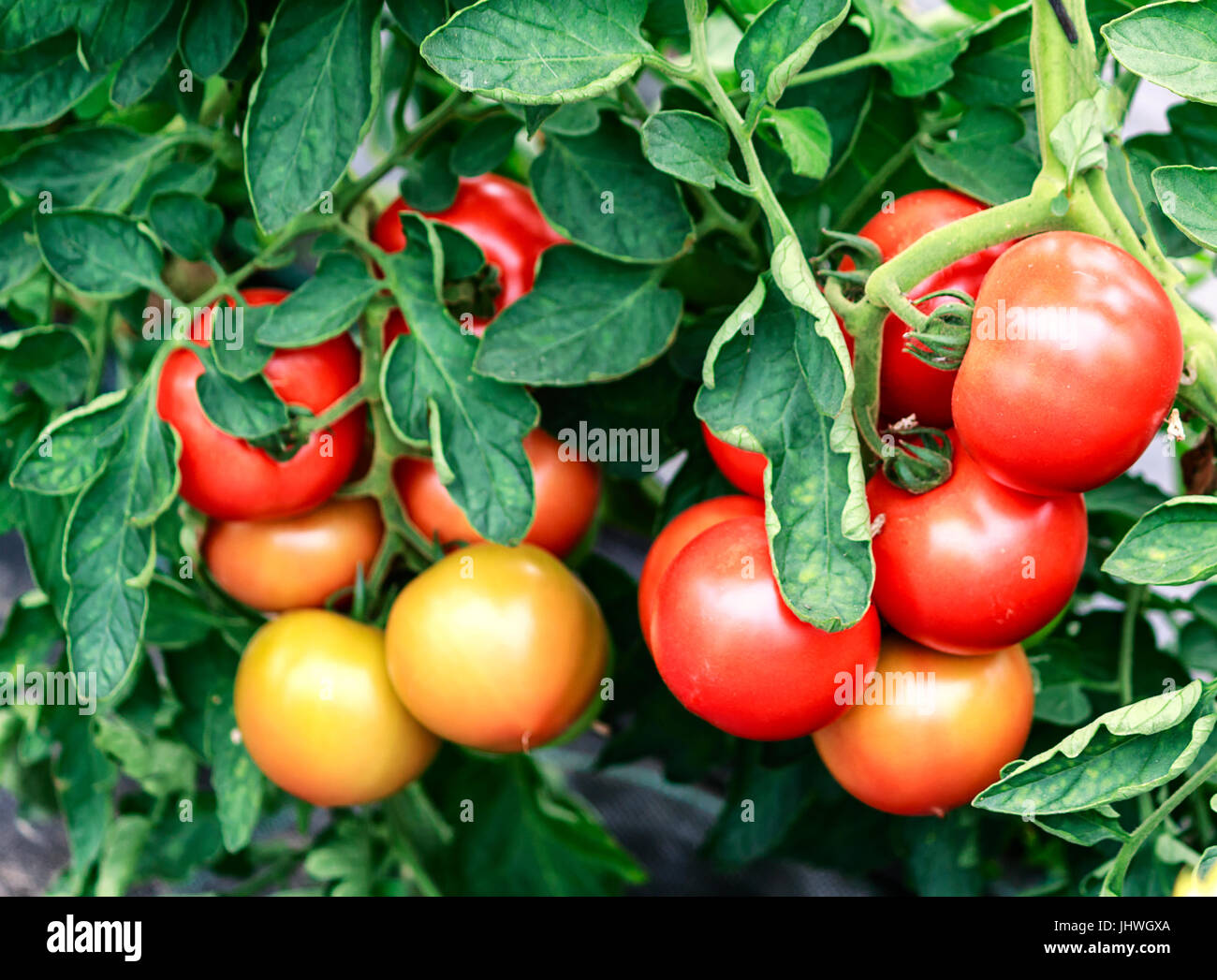 Le piante di pomodoro in serra Foto Stock