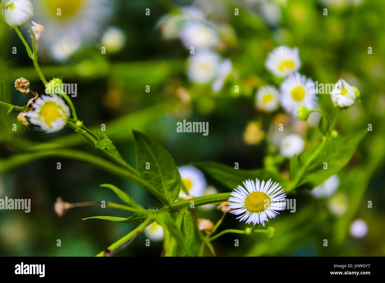 Fiori nel giardino Foto Stock