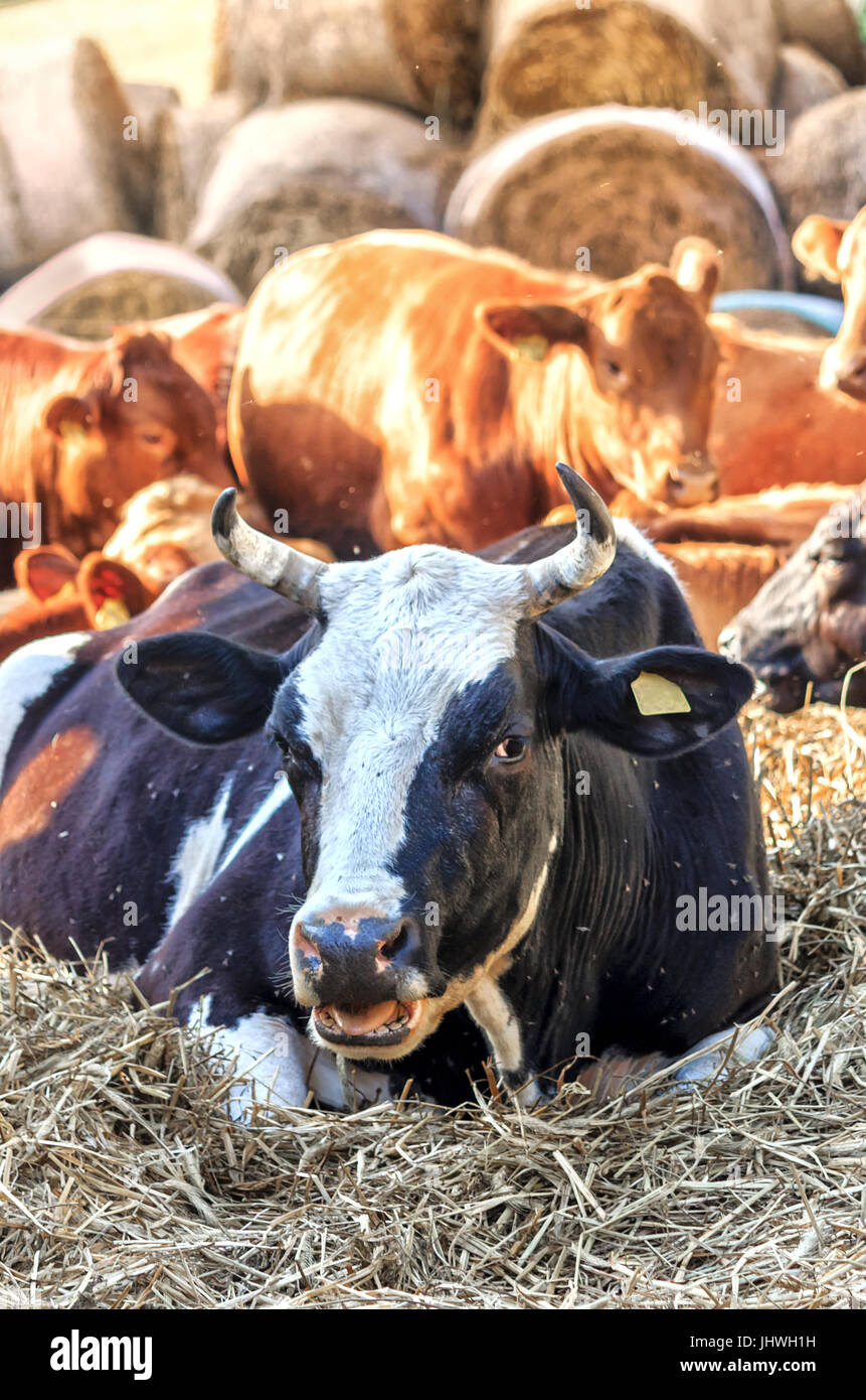 Bianco e nero mucca giacente in paglia con vitelli in una calda giornata estiva Foto Stock