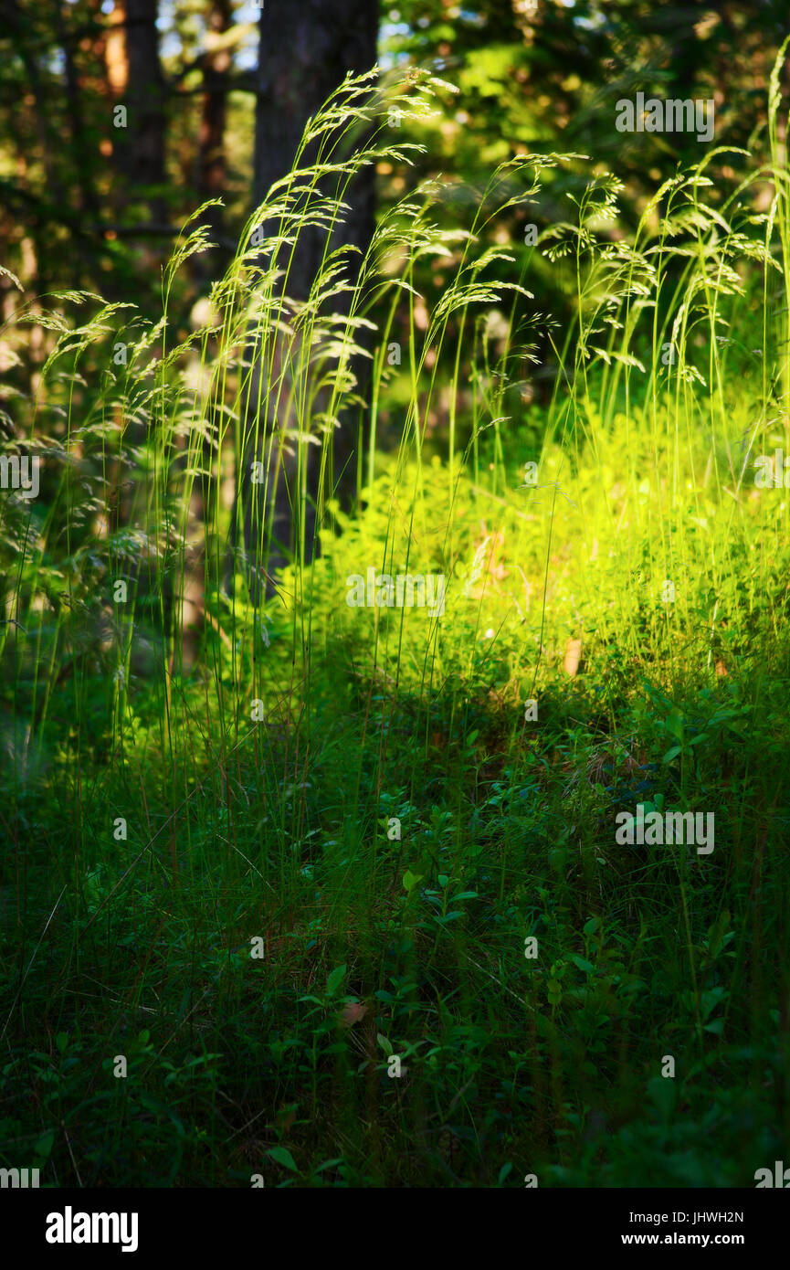Sottobosco vegetazione. Erba che cresce su strato erbaceo del sottobosco sottobosco o sulla foresta glade. Messa a fuoco selettiva. Pomerania, Polonia. Foto Stock