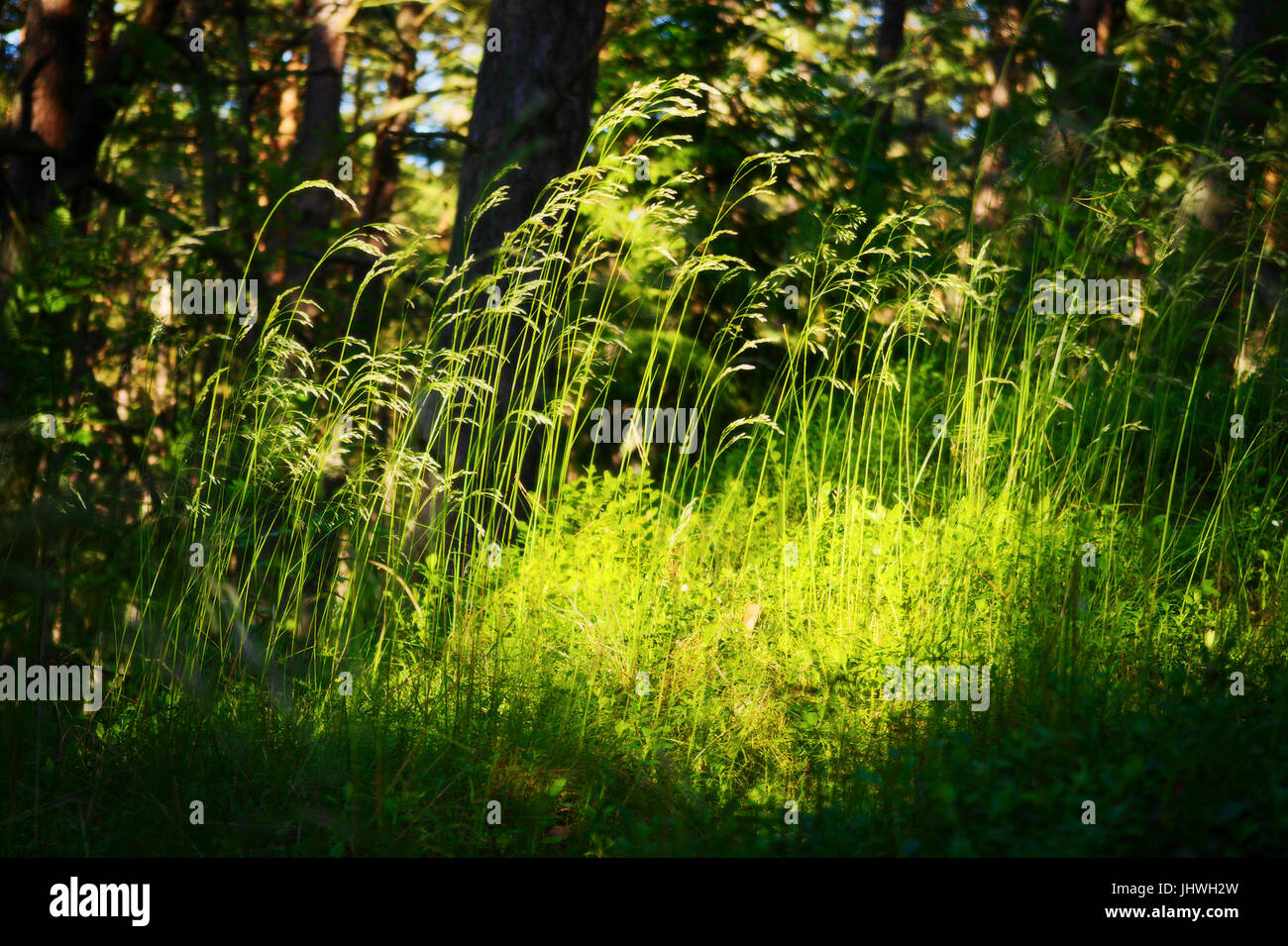 Sottobosco vegetazione. Erba che cresce su strato erbaceo del sottobosco sottobosco o sulla foresta glade. Messa a fuoco selettiva. Pomerania, Polonia. Foto Stock