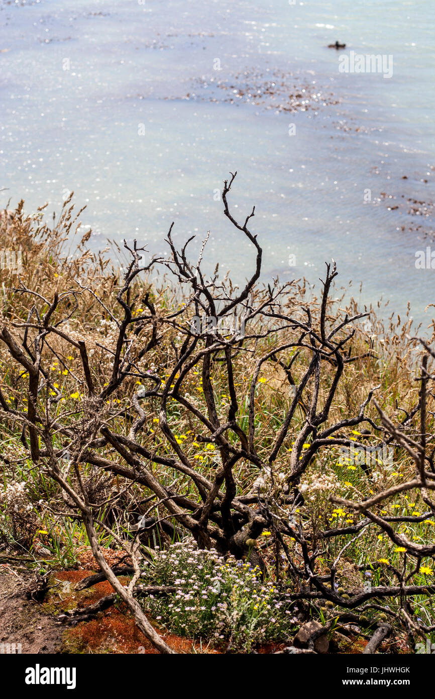 Alberi bruciati dal Gorse Fire su Cliff Tops in Dublino Irlanda Foto Stock