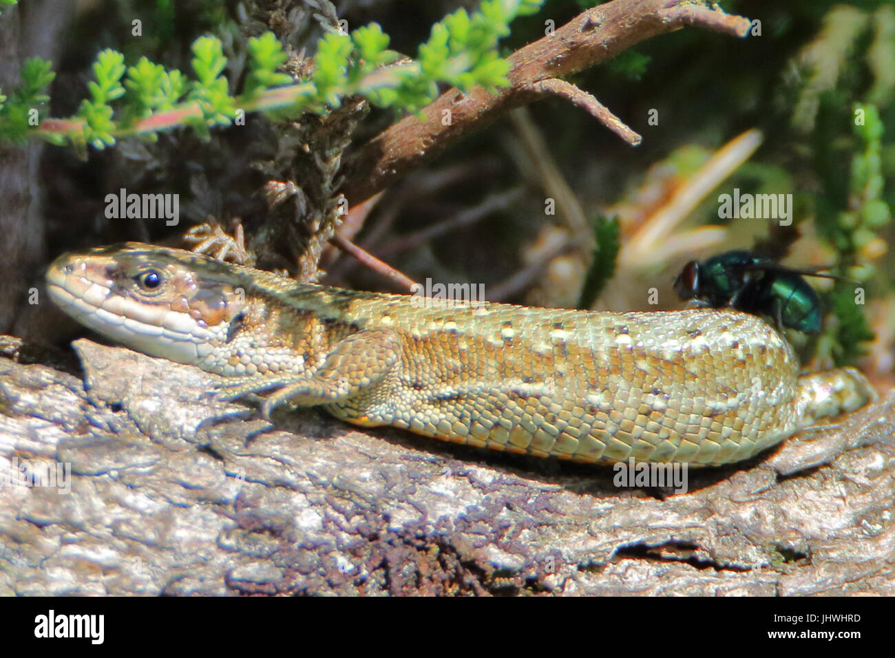 Il comune (o) vivipara lizard (Lacerta vivipara) prendere il sole con una mosca sulla sua schiena in Cornwall, Regno Unito Foto Stock