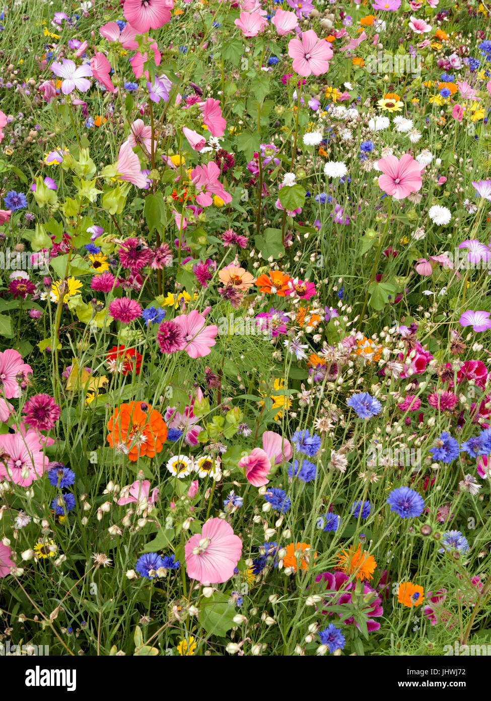 Colorate e luminose informale fiore giardino confine in estate, REGNO UNITO Foto Stock