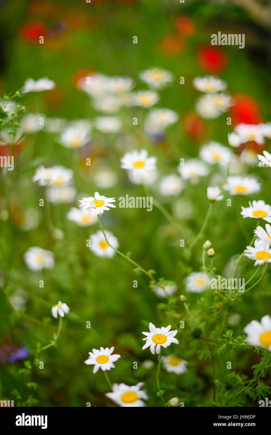 Close-up di fiori selvatici - papaveri, occhio di bue margherite, concentrarsi su occhio di bue margherite in primo piano Foto Stock