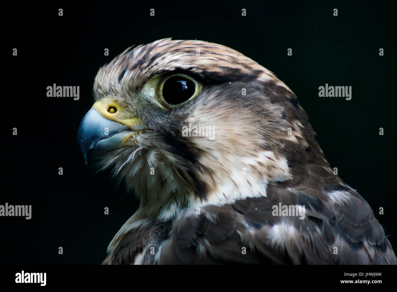 Un uccello da preda- il Lanner Falcon in appoggio al Wildwood Terme ESCOT, Devon, Regno Unito Foto Stock