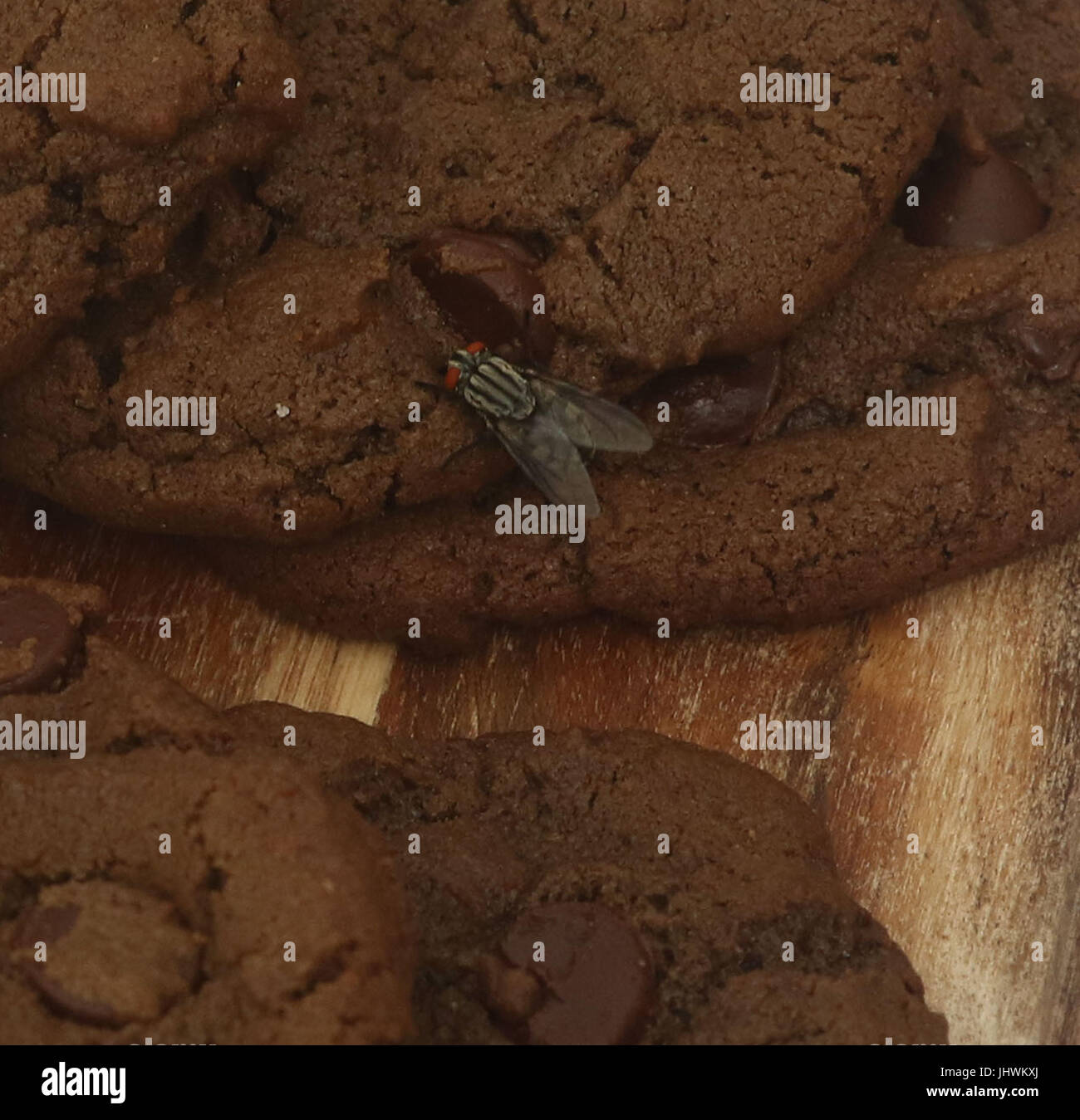 Housefly mangia doppio biscotti al cioccolato su una breadboard Foto Stock