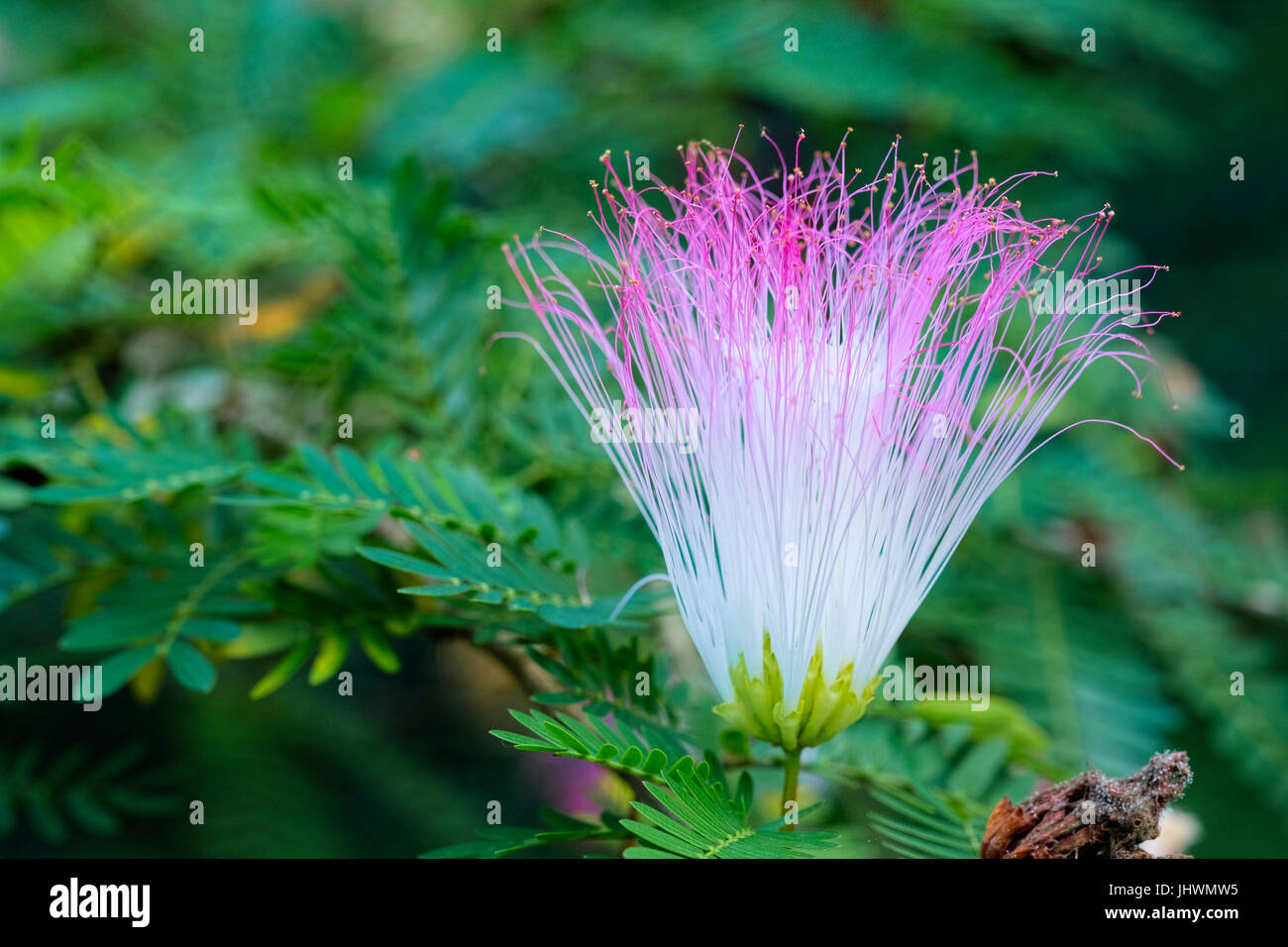 La Mimosa pudica che mostra la testa di fiori e foglie Foto Stock