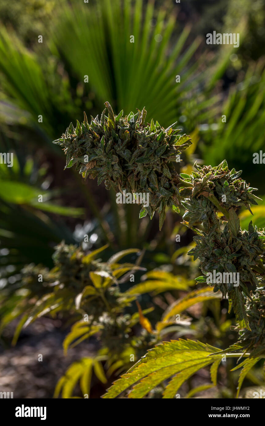 Cannabis indica, C indica, indica, pianta di cannabis, piante di marijuana, la marijuana medica, medicina alternativa, pianta medicinale, California Foto Stock