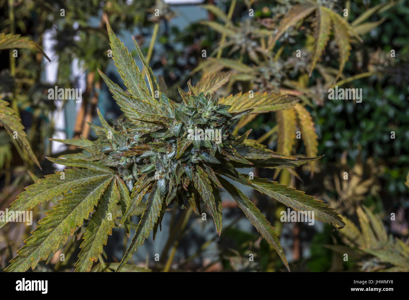 Tricomi, cannabis indica, C indica, indica, pianta di cannabis, piante di  marijuana, la marijuana medica, medicina alternativa, pianta medicinale,  California Foto stock - Alamy