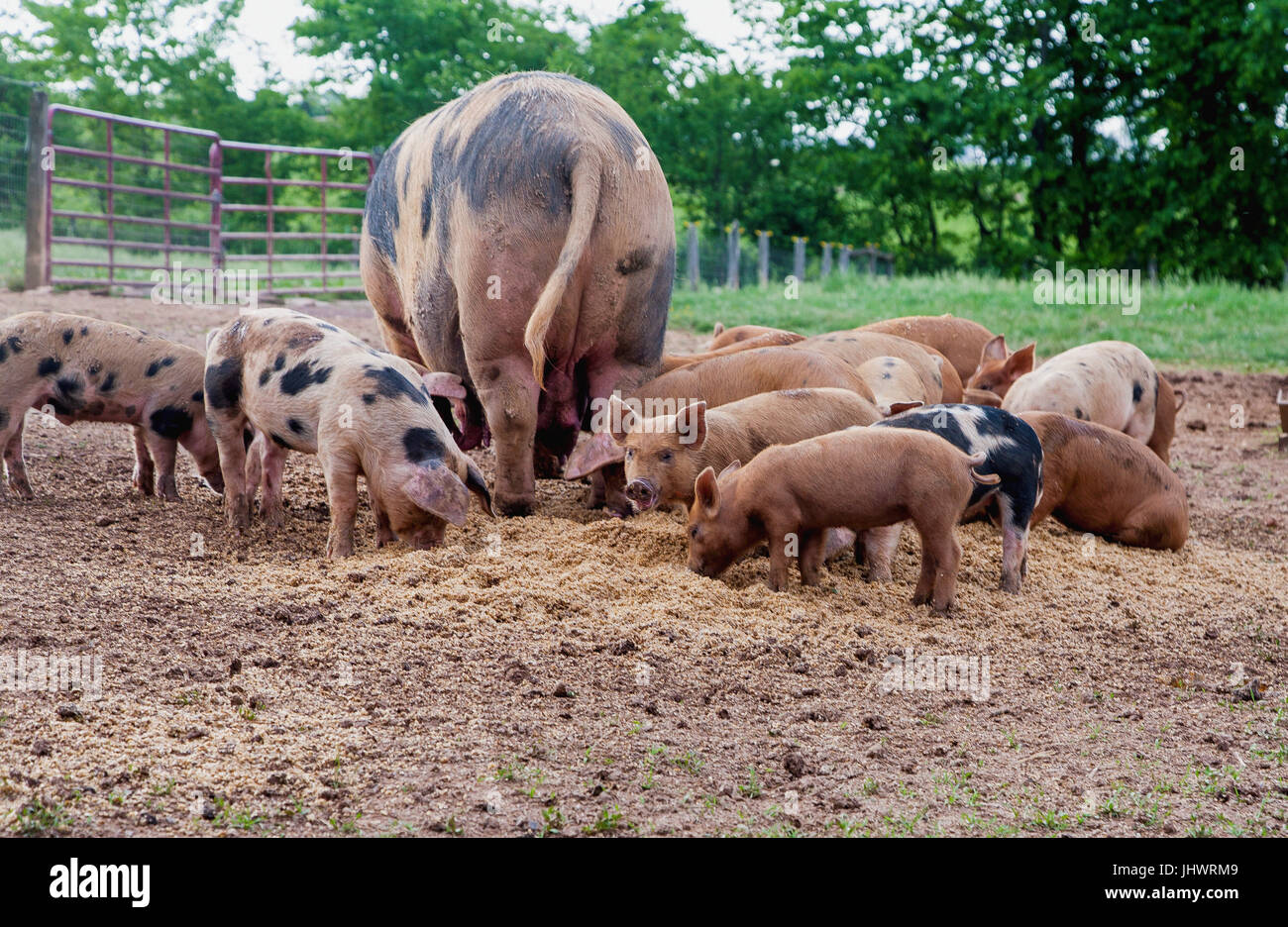 Madre i suini e i suinetti di pascolare su piccola fattoria Foto Stock