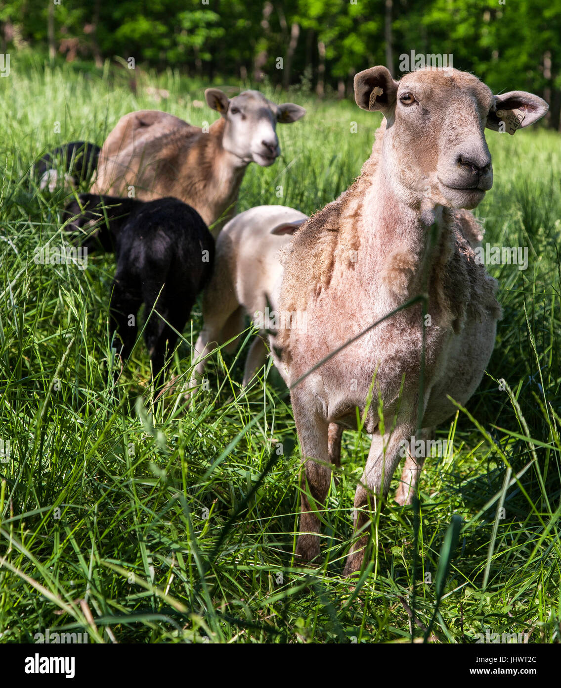 Agnello e di pecora in campo Foto Stock