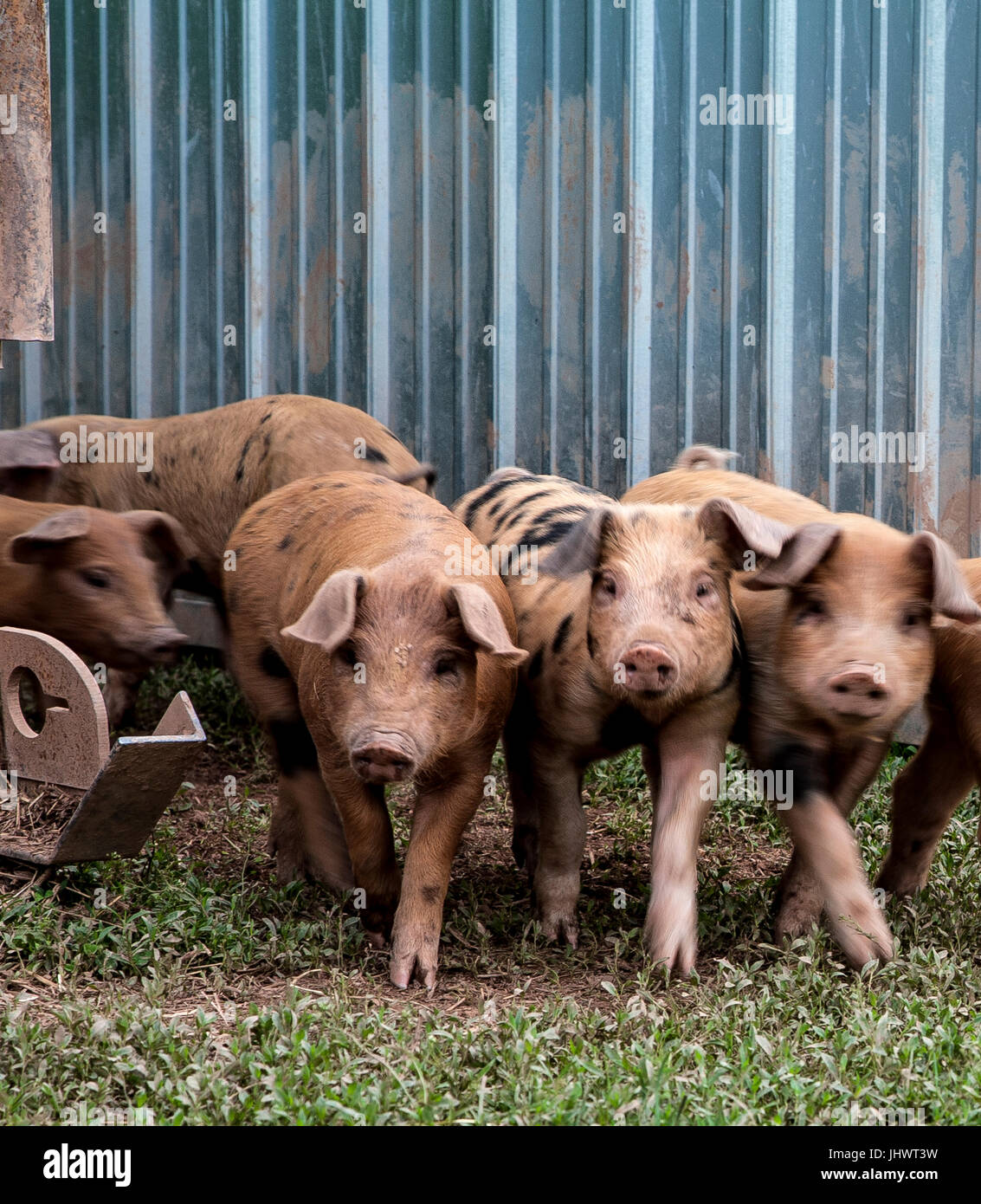 Three Little Pigs Foto Stock