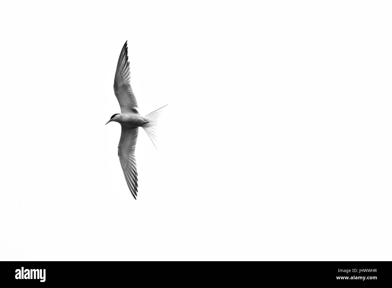 Tern comune in volo con apertura alare stirata in monocromia Foto Stock