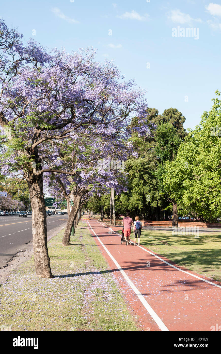 Buenos Aires, Argentina, durante la primavera. Una giovane coppia a piedi a Parque 3 de Febrero sotto alberi di Jacaranda. Bosques de Palermo Foto Stock