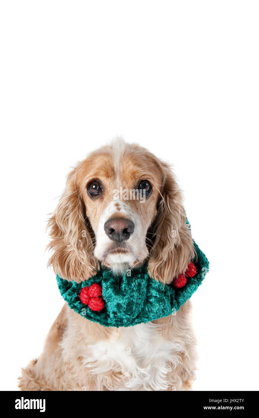 Carino Cocker Spaniel cane nel verde per le vacanze di Natale collare  isolato su bianco guardando la fotocamera Foto stock - Alamy
