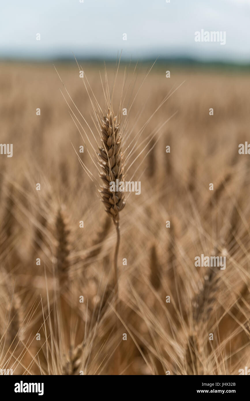 Campo di grano. Spighe di grano dorato vicino. La bellissima natura paesaggio al tramonto. Paesaggio rurale sotto la luce del sole splendente. Sfondo di orecchie di maturazione di me Foto Stock