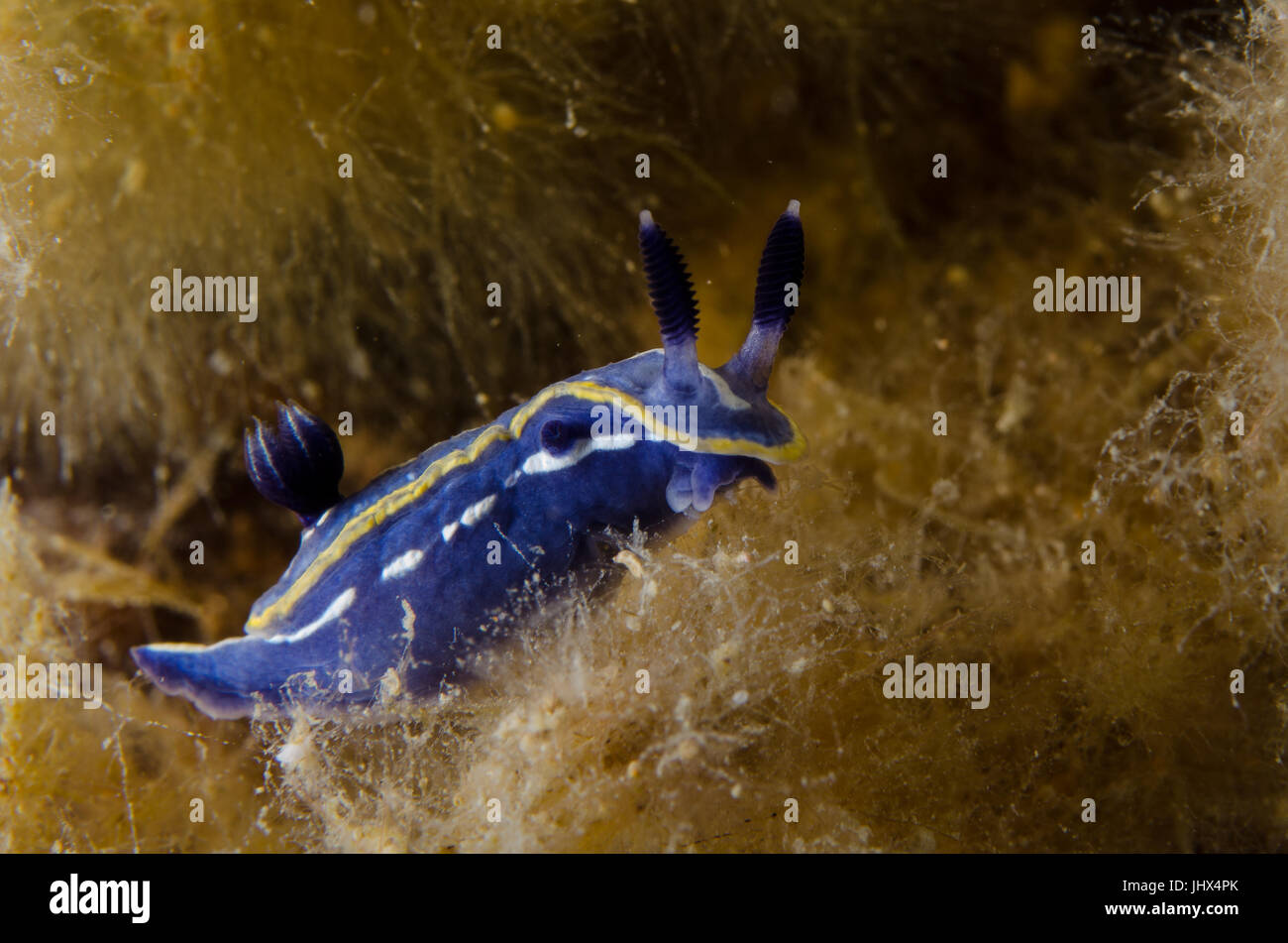 Tricolore Doris, Hypselodoris tricolore (Felimare tricolore), Chromodorididae, Mollusca, nudibranchia, Tor Paterno Area Marina Protetta, Roma, Lazio, Foto Stock