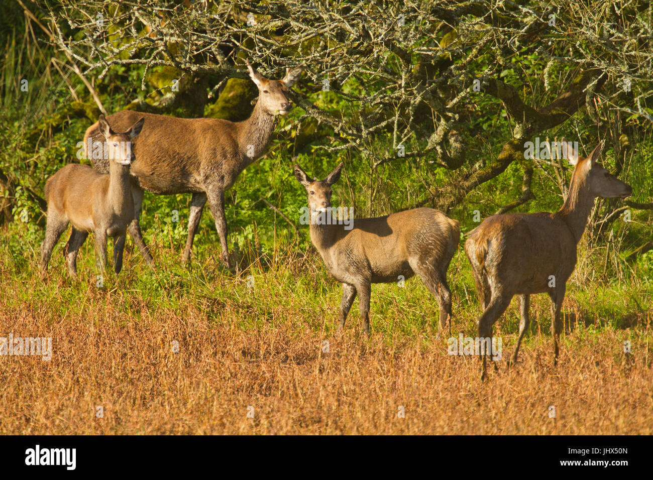 Il cervo (Cervus elaphus) sentito al serbatoio Stithians, Cornwall Foto Stock