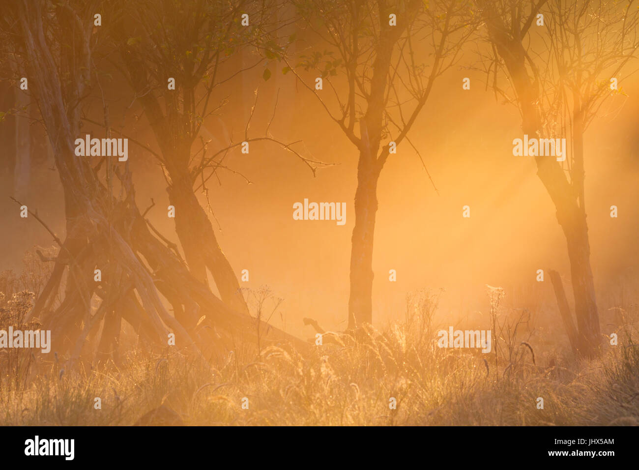 La mattina presto luce solare su alberi nella nebbia. Fotografato su una bella mattina in autunno nei Paesi Bassi. Foto Stock