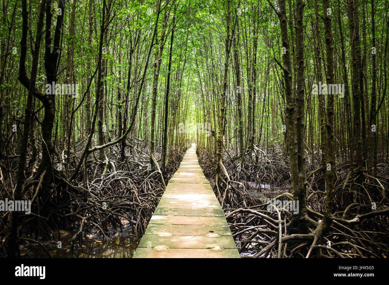Un percorso rettilineo nella foresta di mangrovie in una naturale area riservata in Cambogia. Perfetto luogo di silenzio e di meditazione, escursionismo e ecoturismo Foto Stock