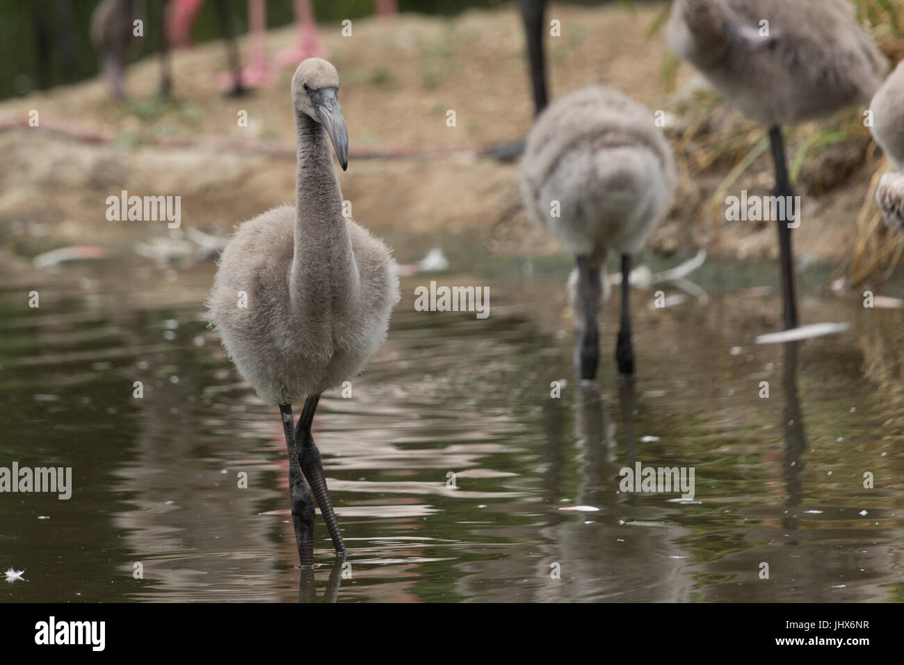 Una fotografia di un bambino flamingo. Foto Stock