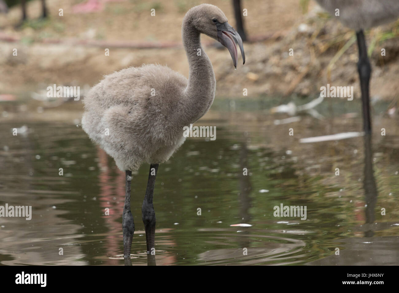 Una fotografia di un bambino flamingo. Foto Stock