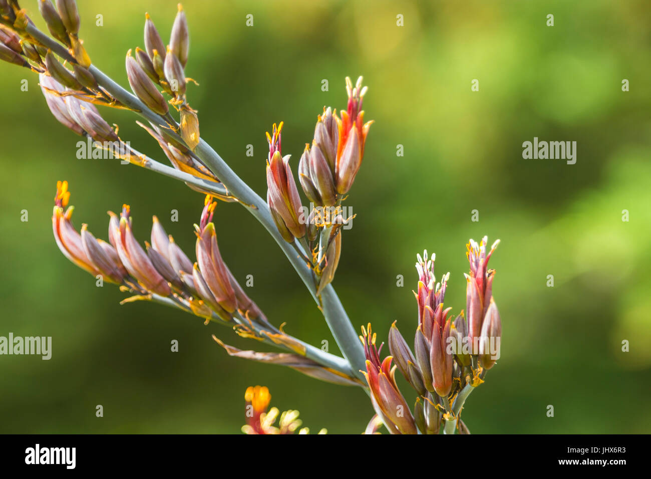 Phormium tenax purpureum le teste dei fiori in mostra. Foto Stock