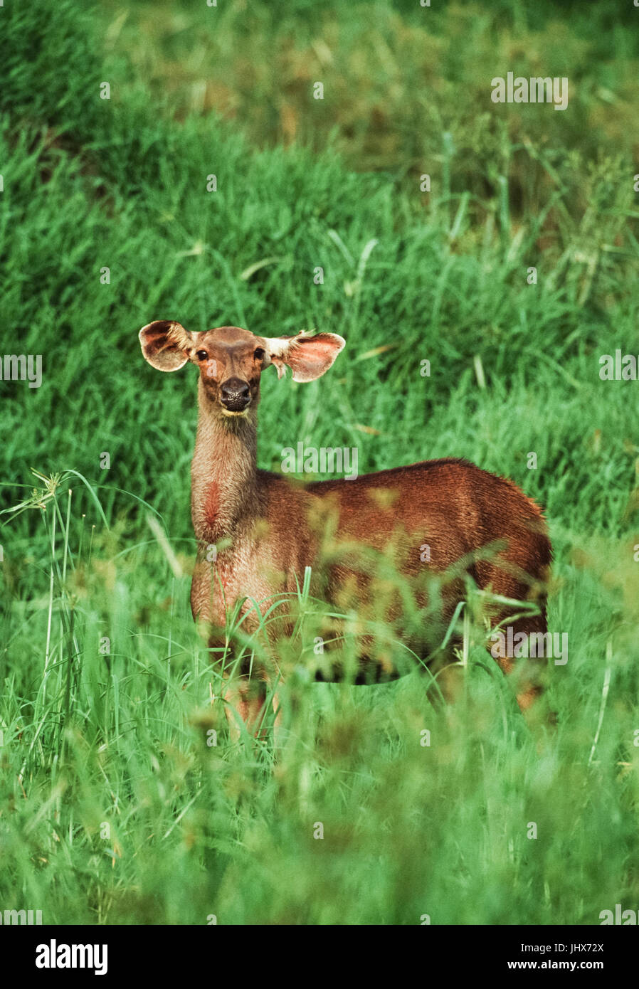 Sambar cervi di vitello, (Rusa unicolor) , di Keoladeo Ghana National Park, Bharatpur Rajasthan, India Foto Stock
