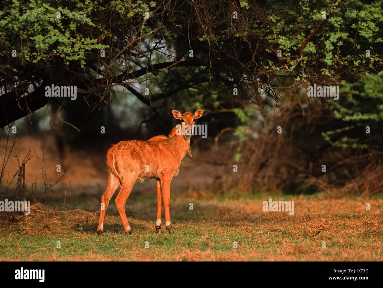 Di vitello, nilgai(boselaphus tragocamelus), di keoladeo ghana national park, bharatpur Rajasthan, India Foto Stock