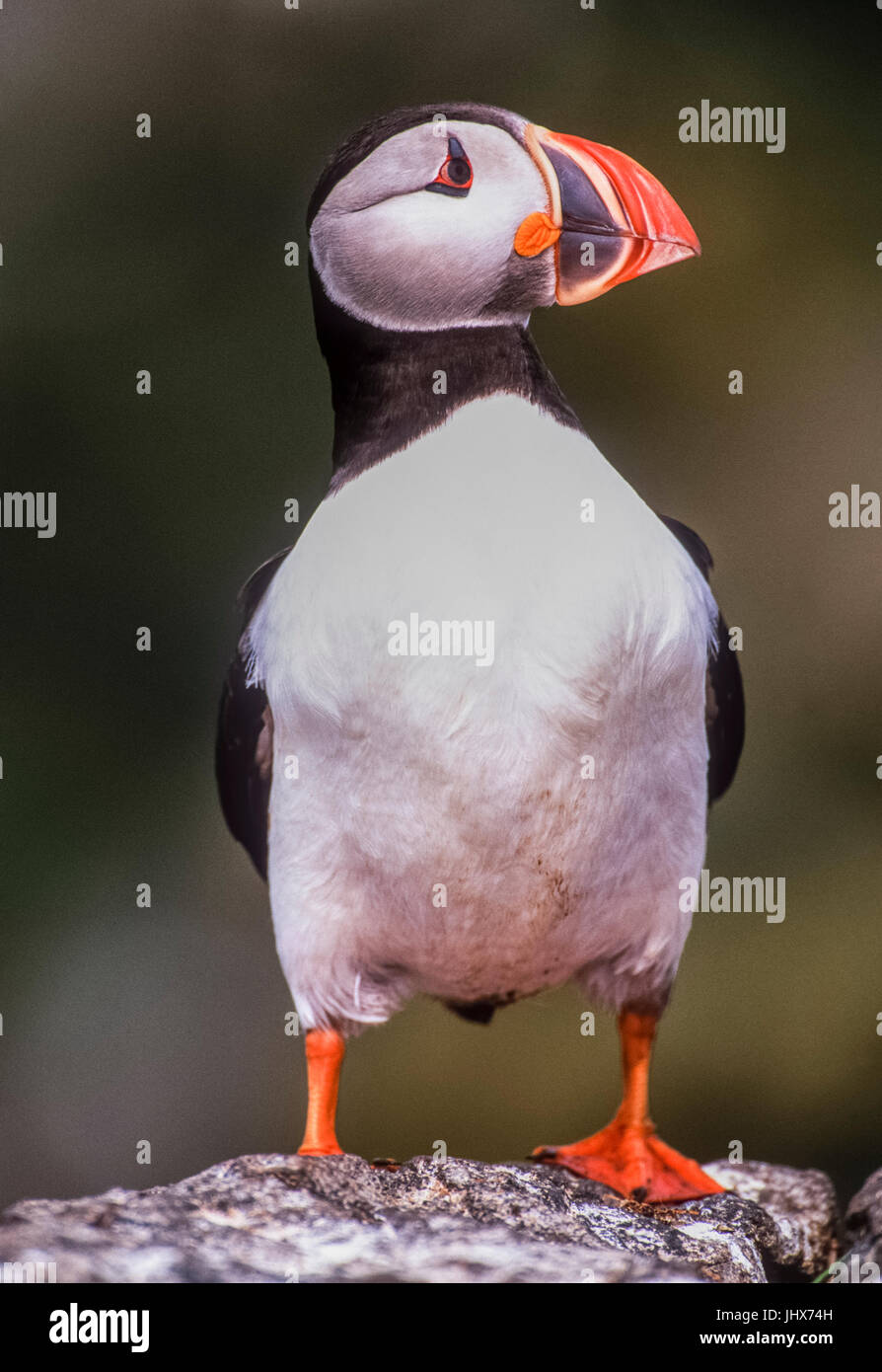 Atlantic Puffin o Common Puffin, (Fratercla artica), Isole Farne, Northumbria, Regno Unito, Isole britanniche Foto Stock