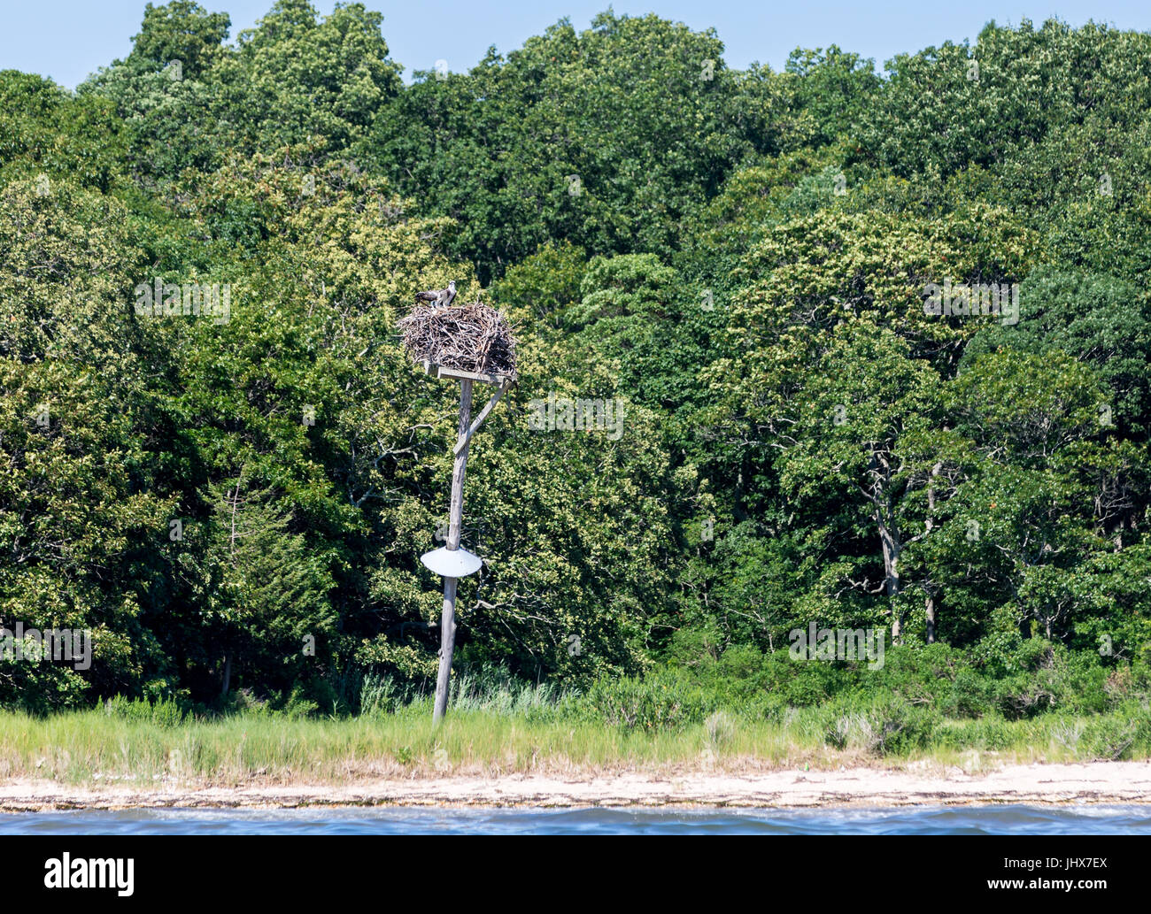 Un nido osprey sulla sommità di un palo su Shelter Island, NY Foto Stock
