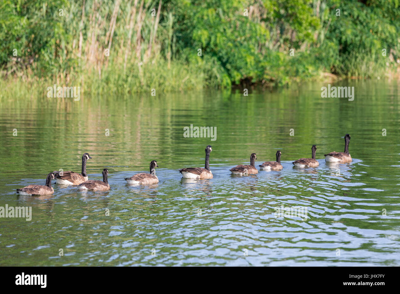 Una linea di nuoto oche canadesi in una tranquilla corpo idrico in Sag Harbor, NY Foto Stock