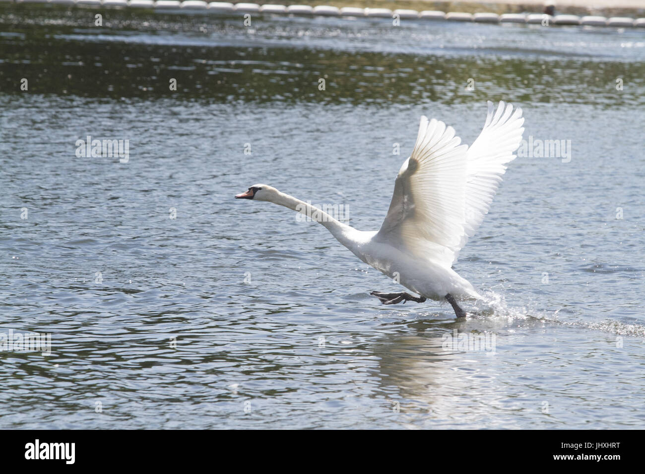 Londra, Regno Unito. 17 Luglio, 2017. Un cigno si prepara per il volo in Hyde Park come le temperature sono previsioni meteo per raggiungere la metà anni venti gradi centigradi Credito: amer ghazzal/Alamy Live News Foto Stock