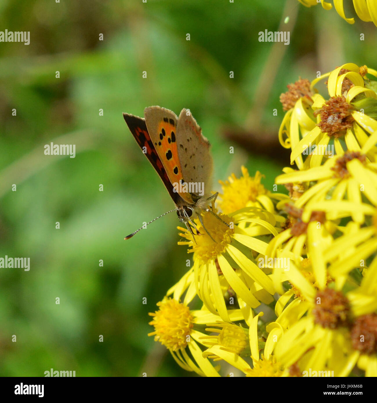 Reigate, Regno Unito. 17 lug 2017. Grande Farfalla il conteggio avviene a Reigate Heath nel Surrey. Un piccolo rame, a farfalla Lycaena phlaeas feed sui fiori a Reigate Heath nel Surrey. Lunedì 17 Luglio 2017. Credito: Lindsay Constable/Alamy Live News Foto Stock