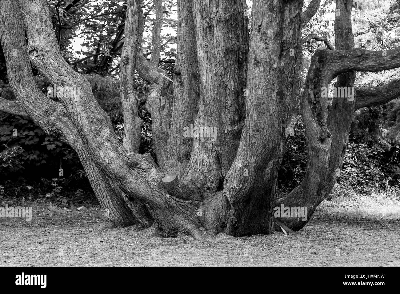 Grandi multi albero tronco con esposti grandi radici legnose in Dublino Irlanda Foto Stock