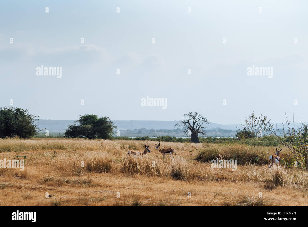 Antelope pascolano in un resort in Bengo Provincia di Angola. Foto Stock