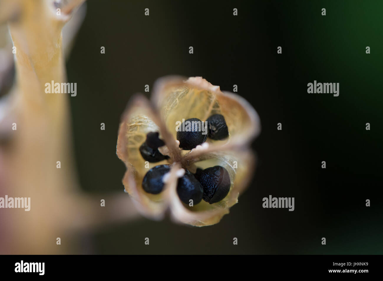 Mature semi neri di una spagnola Bluebell nel loro seme pod Foto Stock