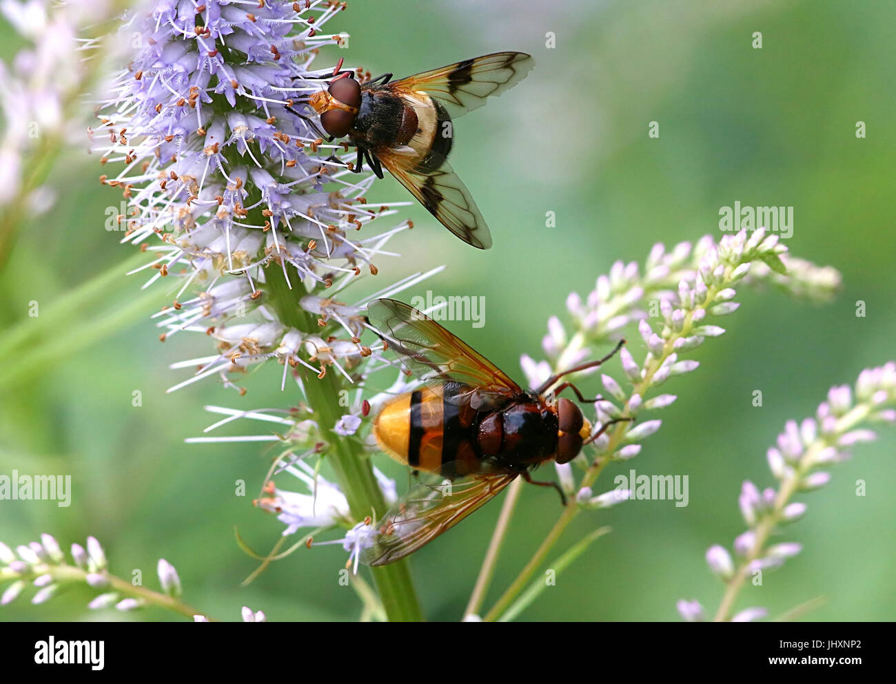 Unione hornet mimare Hoverfly (Volucella Zonaria) e un Pelucid Hoverfly (Volucella pellucens), anche ufficiosamente chiamato Grande Pied Hoverfly Foto Stock