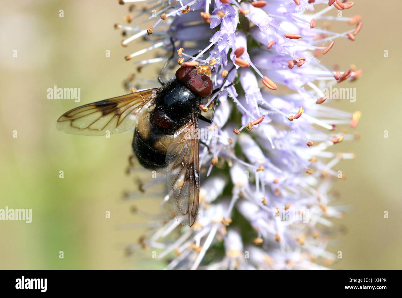 Maschio Pelucid europea Hoverfly (Volucella pellucens), anche ufficiosamente chiamato Grande Pied Hoverfly. Foto Stock