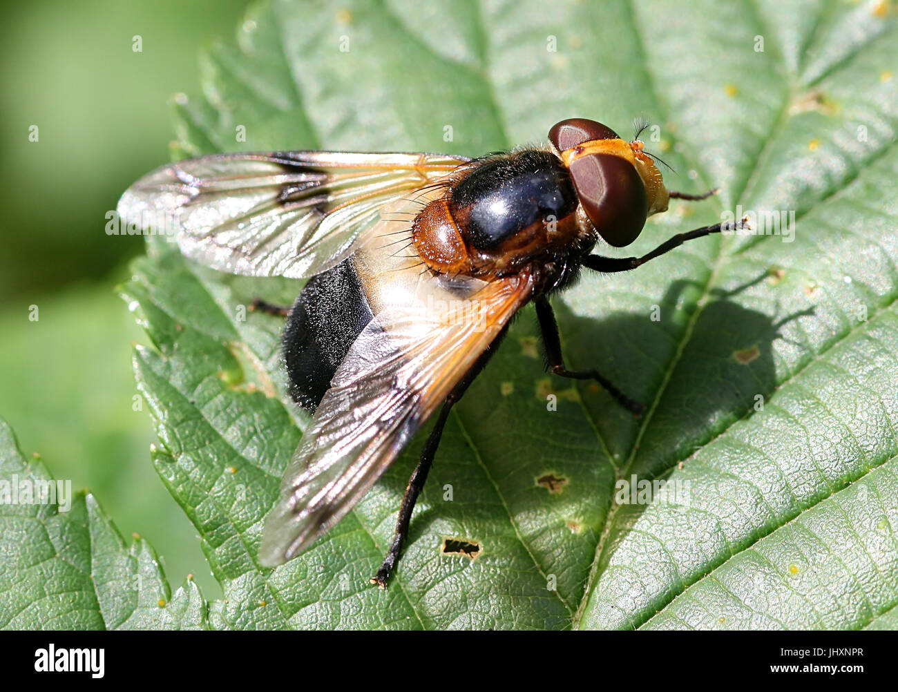 Unione Pelucid Hoverfly (Volucella pellucens), anche ufficiosamente chiamato Grande Pied Hoverfly. Foto Stock