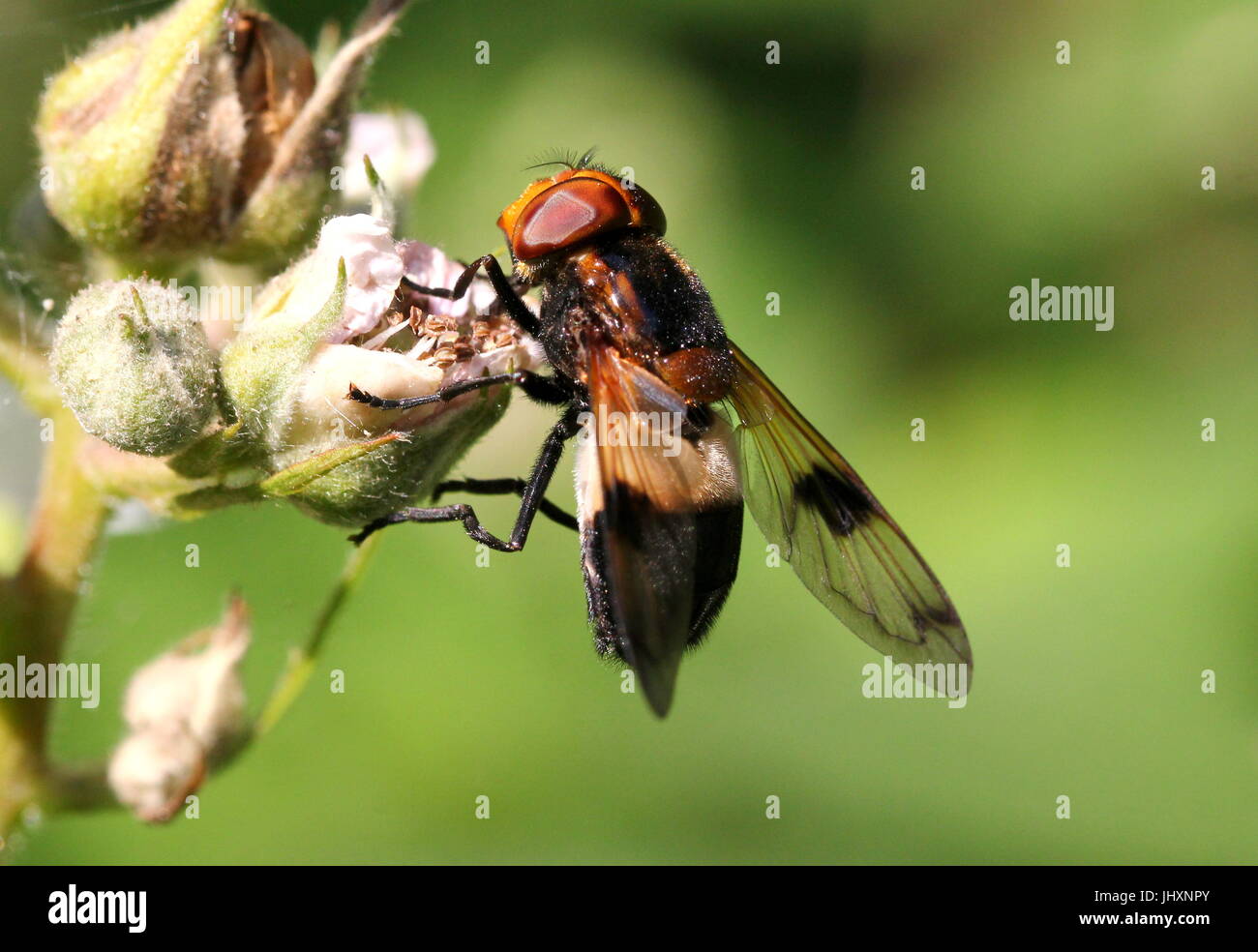 Unione Pelucid Hoverfly (Volucella pellucens), anche ufficiosamente chiamato Grande Pied Hoverfly. Foto Stock