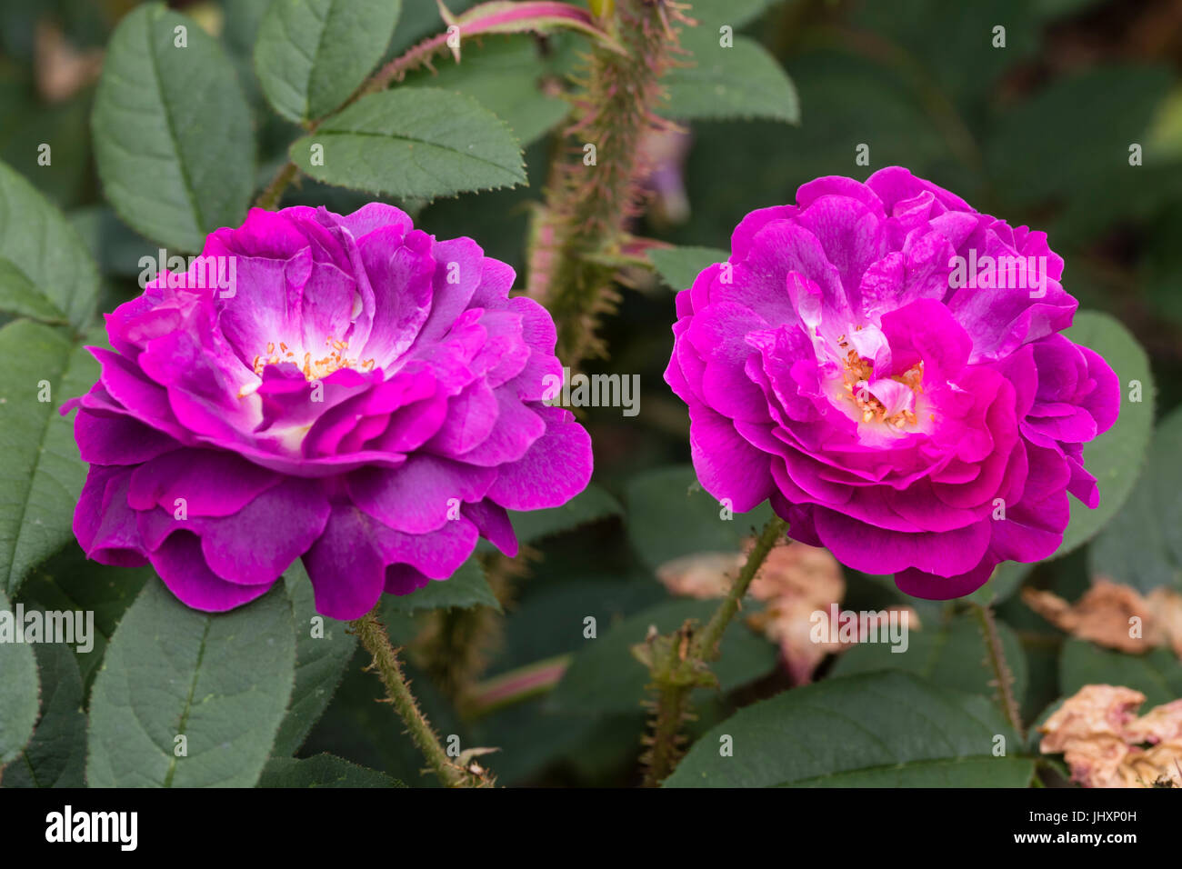 Twin fiori di vecchie varietà di muschio arbustiva rosa, rosa 'William Lobb' Foto Stock