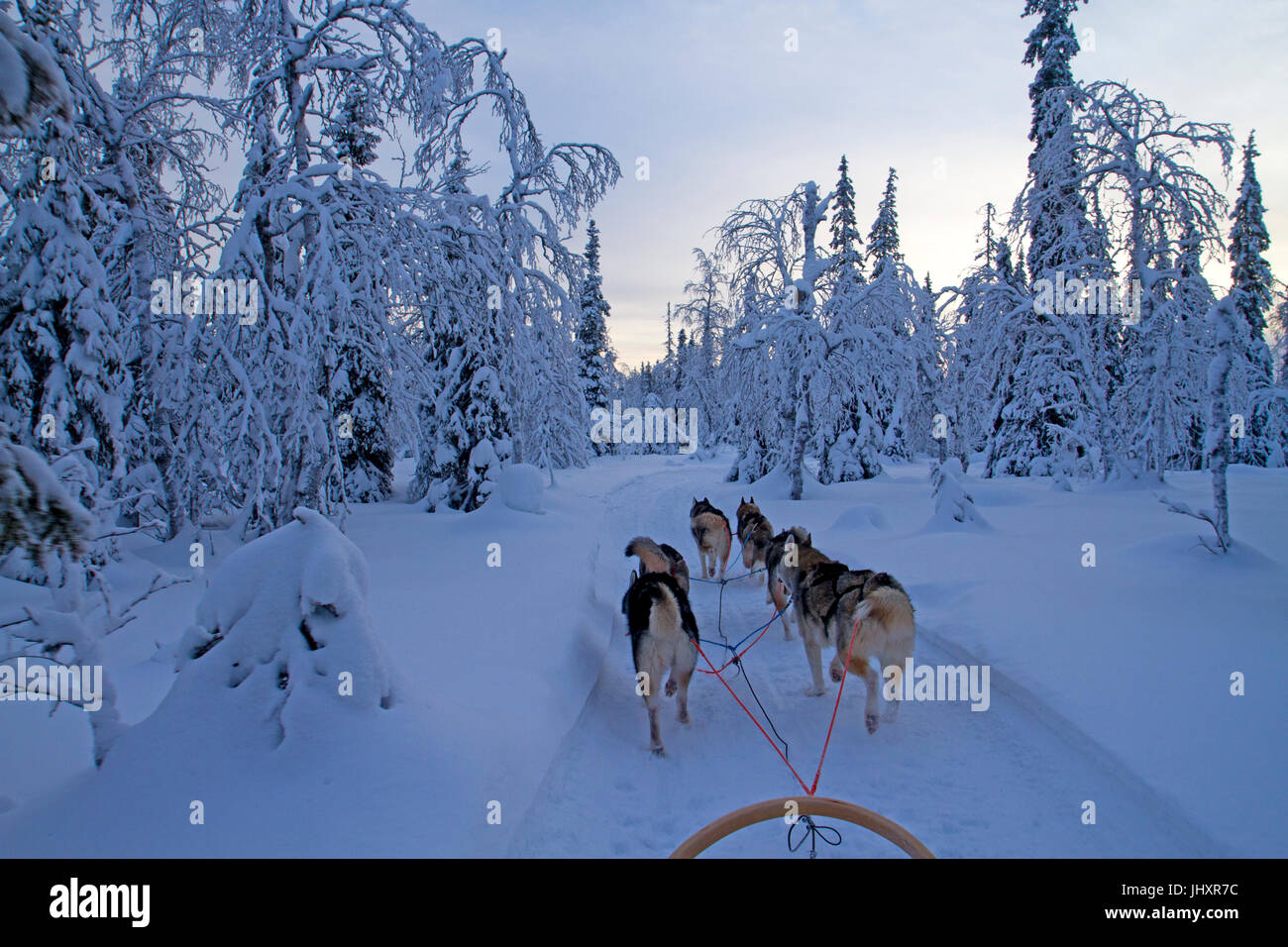 Lo sleddog in Oulanka National Park Foto Stock
